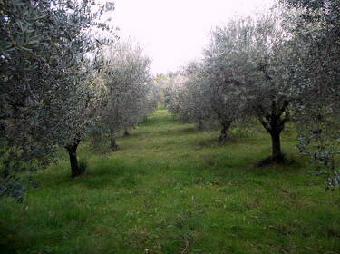 foto principale del terreno