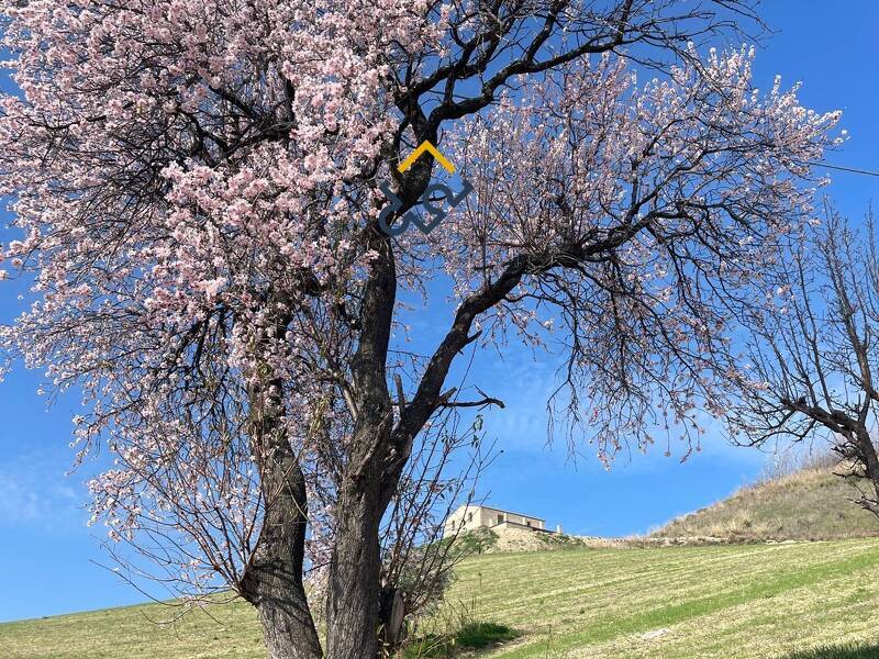 foto principale del terreno