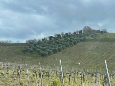 foto principale del terreno