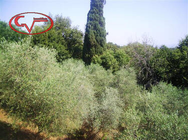 foto principale del terreno