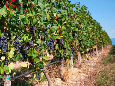 foto principale del terreno