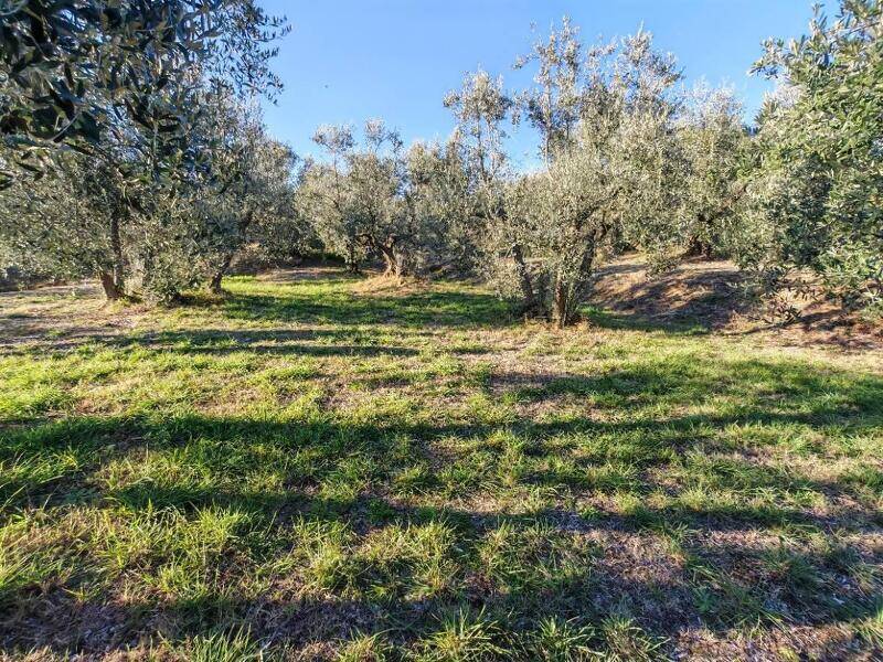 foto principale del terreno