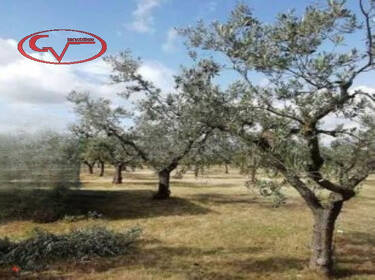 foto principale del terreno