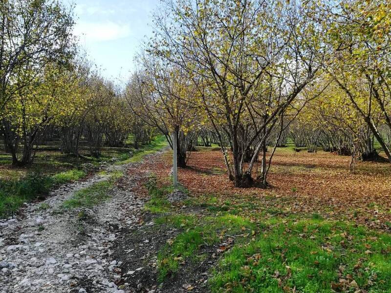 foto principale del terreno