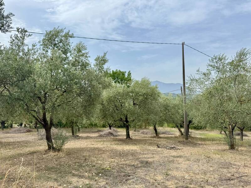 foto principale del terreno