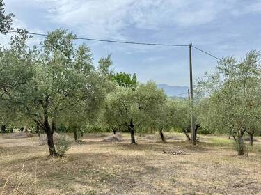 foto principale del terreno