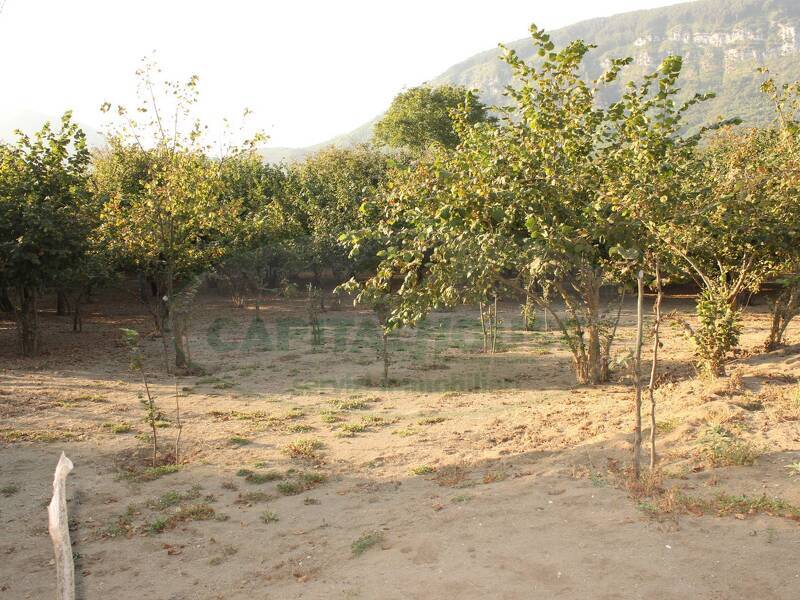 foto principale del terreno