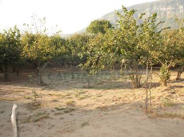 foto principale del terreno