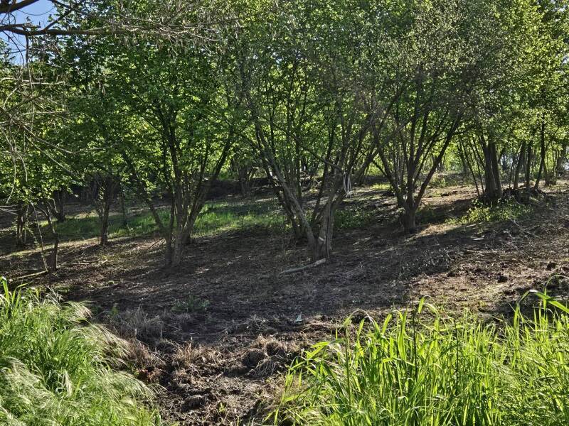 foto principale del terreno