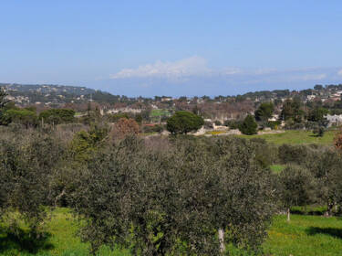 foto principale del terreno