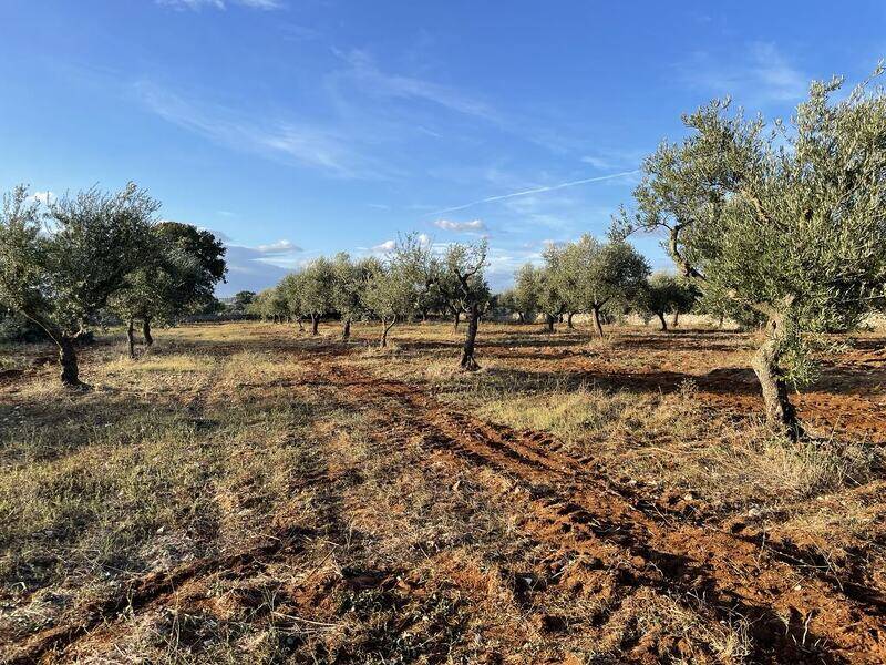 foto principale del terreno