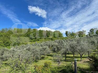 foto principale del terreno