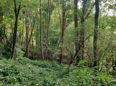 foto principale del terreno