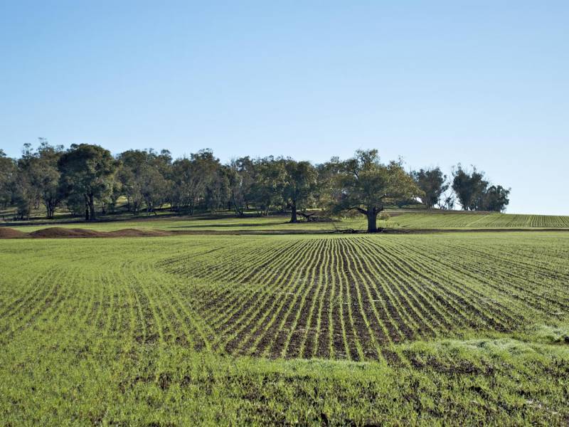 foto principale del terreno