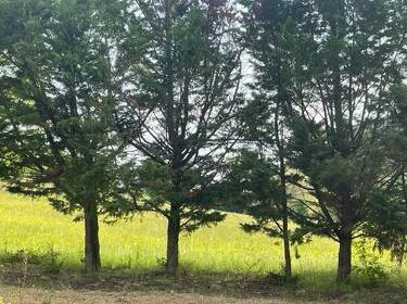 foto principale del terreno