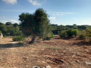 foto principale del terreno