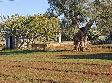 foto principale del terreno