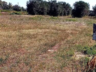 foto principale del terreno