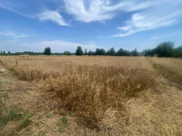 foto principale del terreno