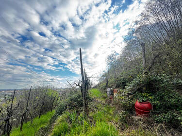 foto principale del terreno