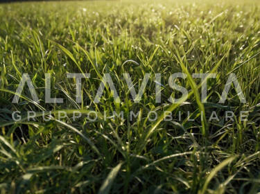 foto principale del terreno