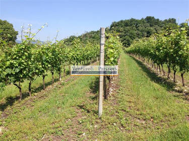 foto principale del terreno