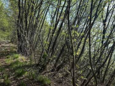 foto principale del terreno