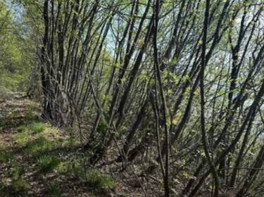 foto principale del terreno