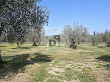 foto principale del terreno