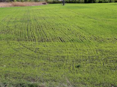 foto principale del terreno