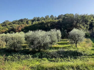 foto principale del terreno