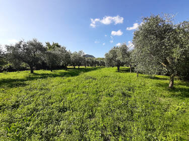 foto principale del terreno