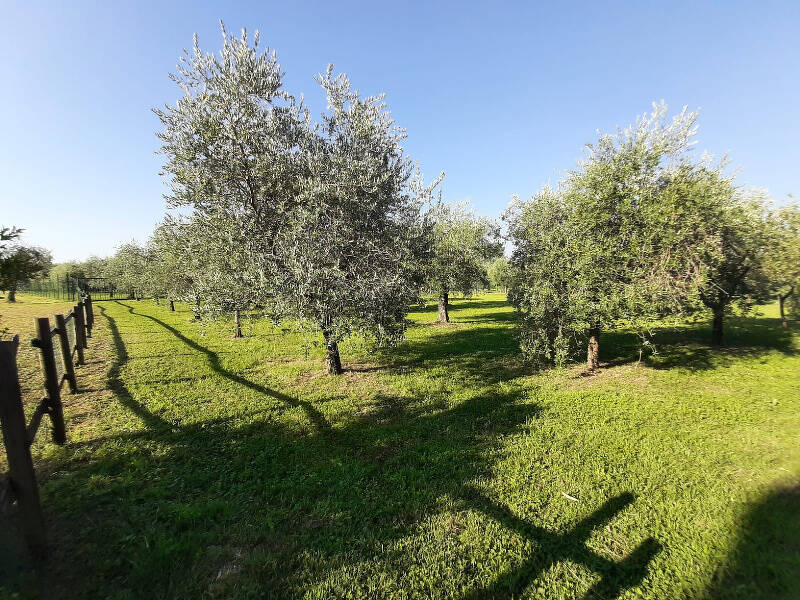 foto principale del terreno