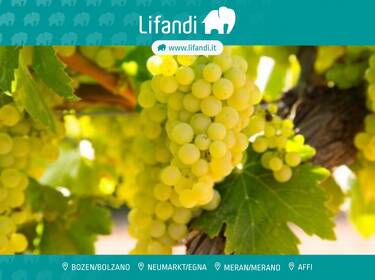 foto principale del terreno