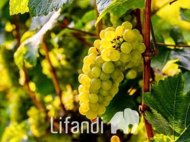 foto principale del terreno