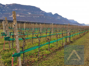 foto principale del terreno