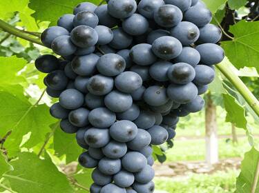 foto principale del terreno