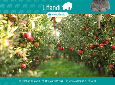 foto principale del terreno