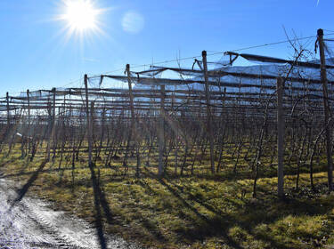 foto principale del terreno