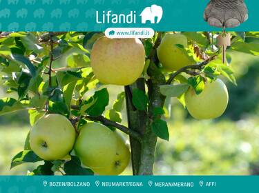 foto principale del terreno