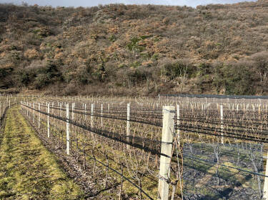 foto principale del terreno