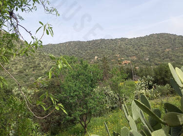 foto principale del terreno