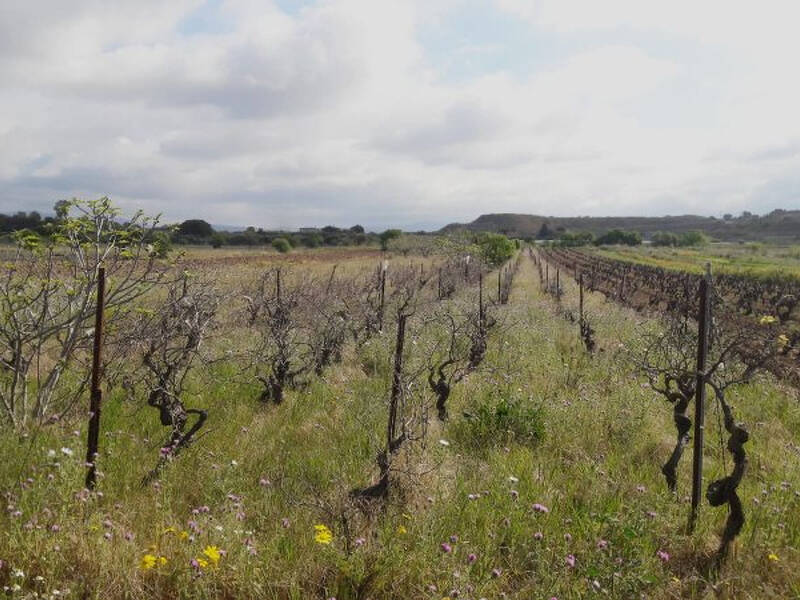 foto principale del terreno