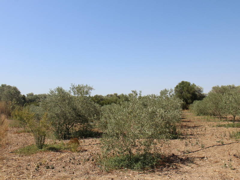 foto principale del terreno