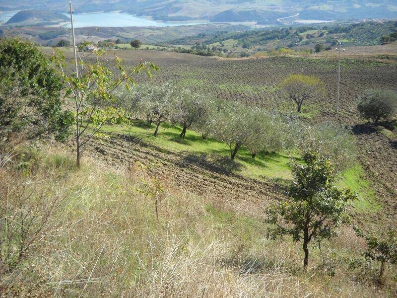 foto principale del terreno