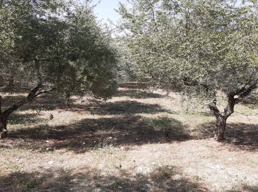 foto principale del terreno