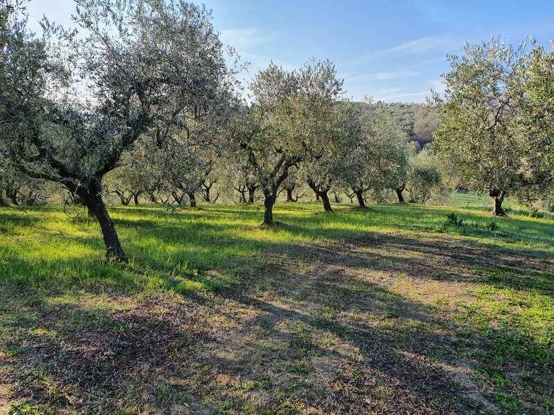 foto principale del terreno