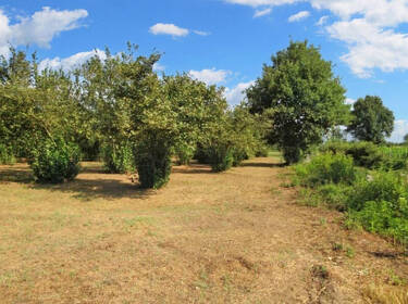 foto principale del terreno