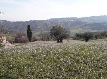 foto principale del terreno