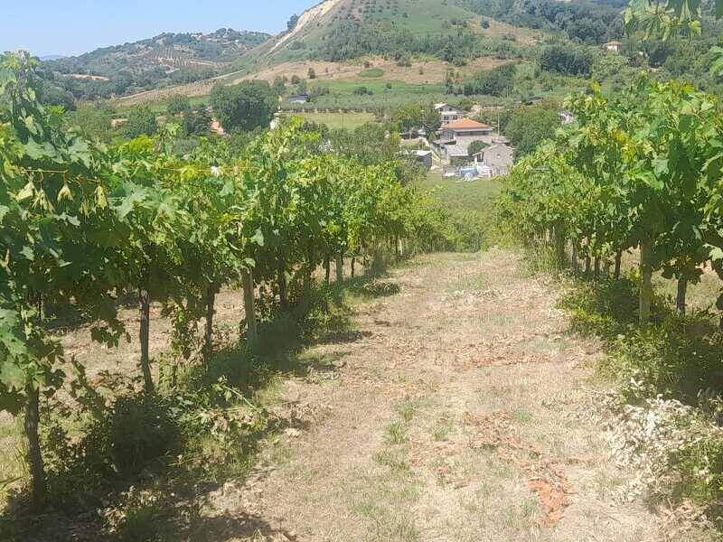 foto principale del terreno